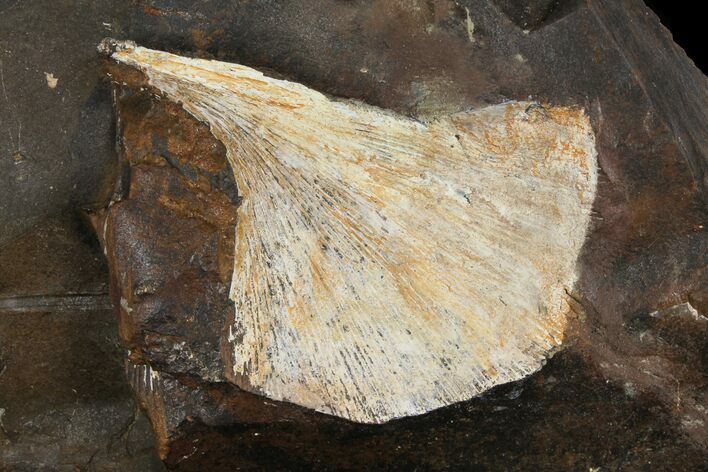 Fossil Ginkgo Leaf From North Dakota - Paleocene #95340